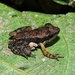 Naked Dancing Frog - Photo (c) Subhajit Roy, some rights reserved (CC BY-NC-ND), uploaded by Subhajit Roy