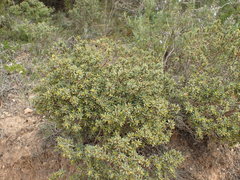 Thymelaea tinctoria