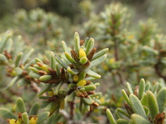 Thymelaea tinctoria