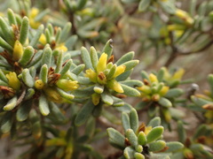 Thymelaea tinctoria