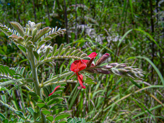 Indigofera cecilii image