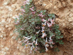 Sarcocapnos enneaphylla