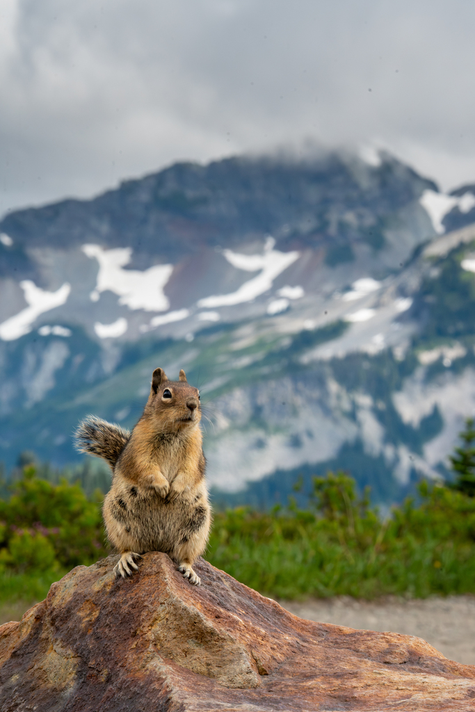 Cascade Golden-mantled Ground Squirrel from Pierce County, WA, USA on