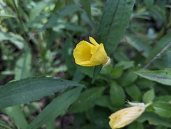 Oenothera pilosella