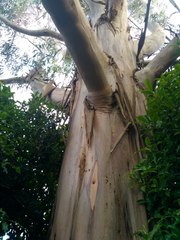 Eucalyptus nitens