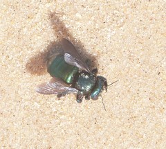 Xylocopa bombylans