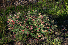 Indigofera cecilii image