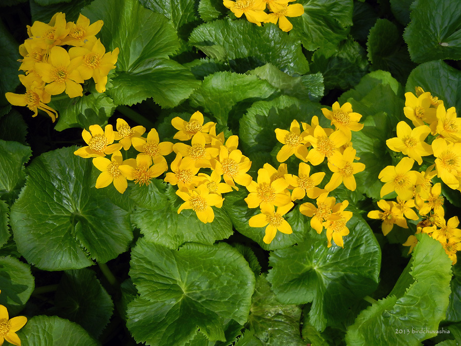Caltha fistulosa