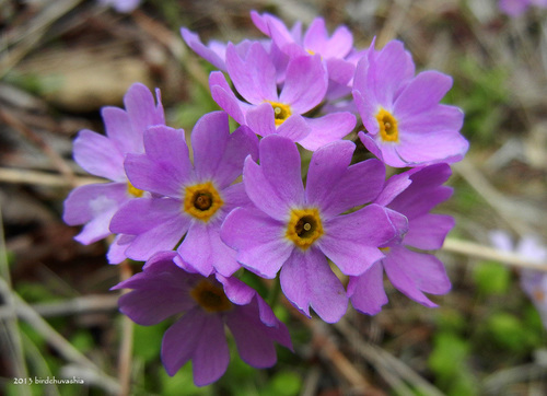 Primula modesta var. matsumurae