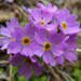 Primula modesta matsumurae - Photo (c) Alexander Yakovlev, vissa rättigheter förbehållna (CC BY-NC), uppladdad av Alexander Yakovlev