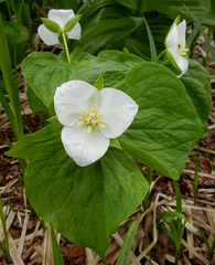 Trillium camschatcense