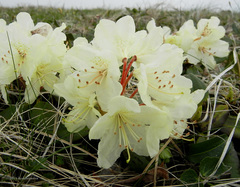 Rhododendron aureum