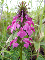 Pedicularis chamissonis