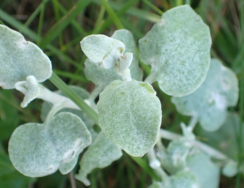 Licorice plant from Uitzigt 216 Ptn 117, BrentononSea, 6570, South