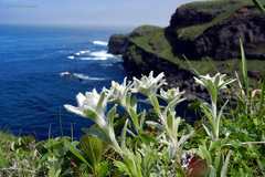 Leontopodium kurilense