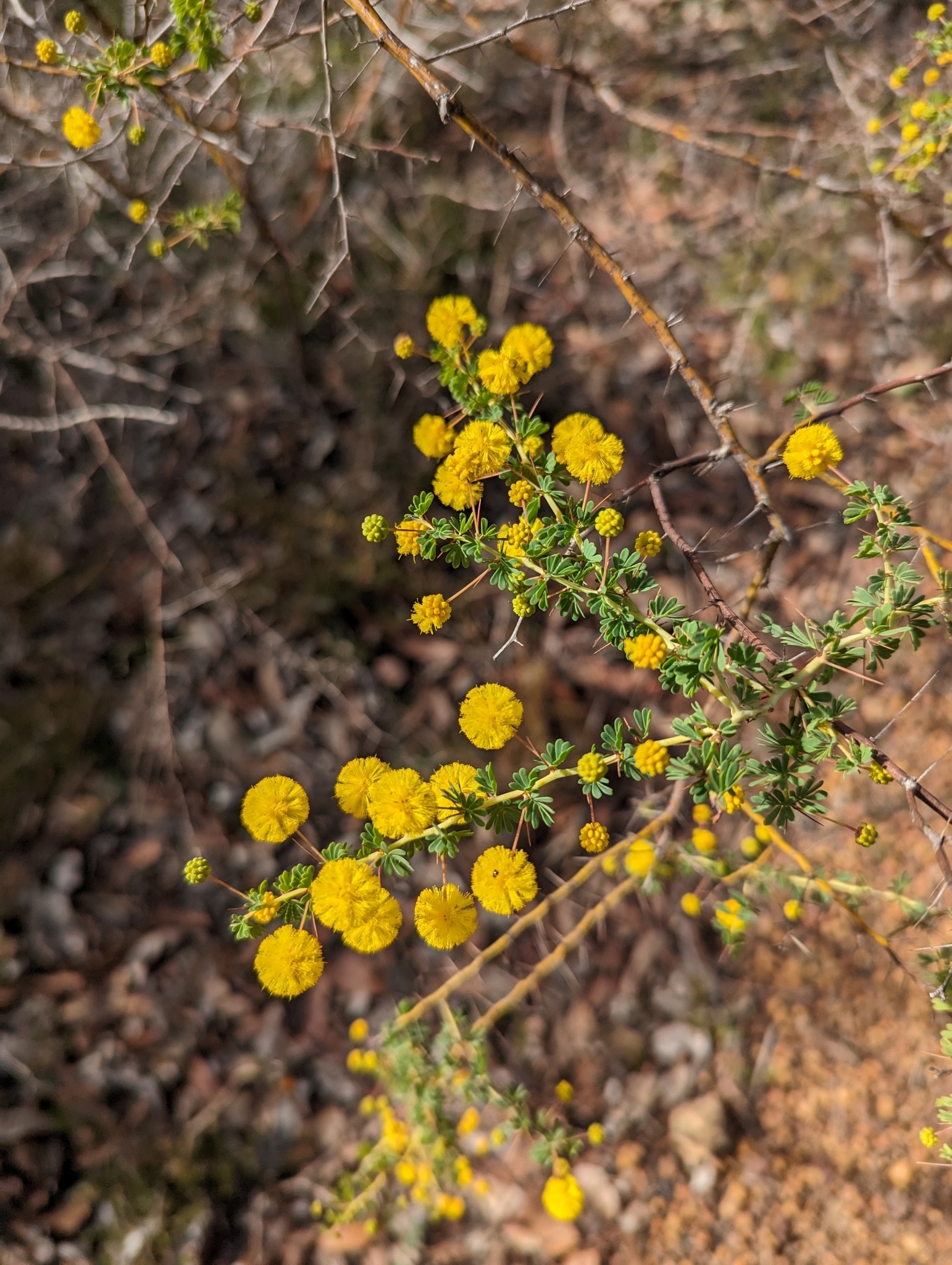 Acacia pulchella