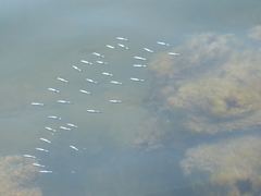 Atheriniformes