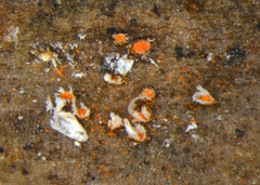 Aecidium celmisiae-discoloris