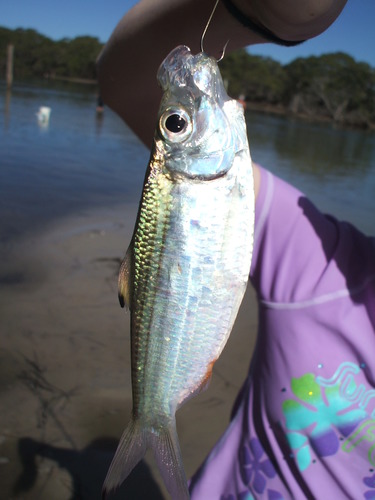 Herklotsichthys castelnaui
