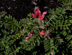 Indigofera cecilii image