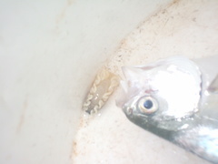 Trachinotus coppingeri