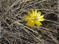 Adonis volgensis