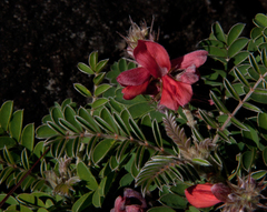 Indigofera cecilii image