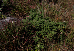 Indigofera cecilii image