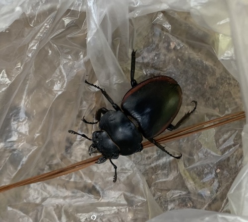 Odontolabis cuvera sinensis