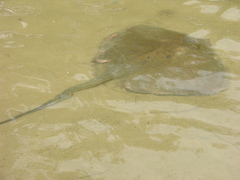 Hemitrygon fluviorum