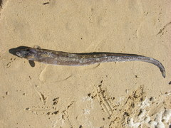 Conger wilsoni