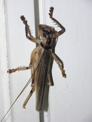 Paragryllacris combusta