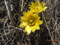 Adonis volgensis