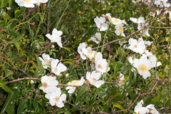 Rosa sempervirens