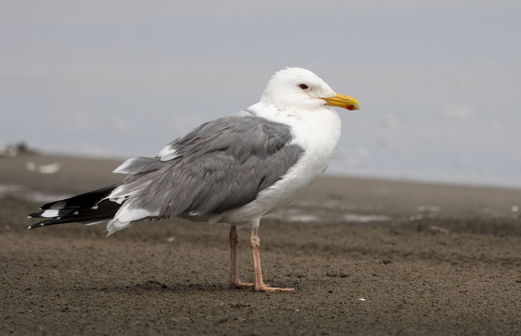Mongolian Gull photo
