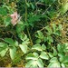 Corydalis paeoniifolia - Photo (c) Павел Голяков, μερικά δικαιώματα διατηρούνται (CC BY-NC), uploaded by Павел Голяков