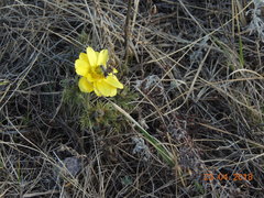 Adonis volgensis