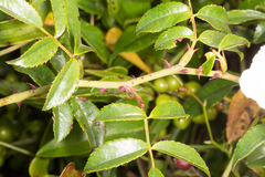 Rosa sempervirens