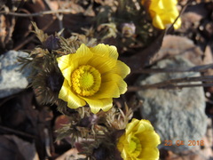 Adonis volgensis