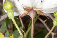 Rosa sempervirens
