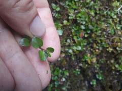 Epilobium nerteroides