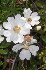 Rosa sempervirens