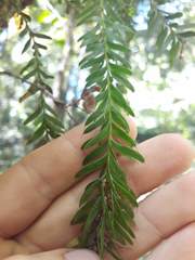 Tmesipteris sigmatifolia