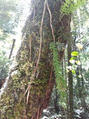 Tmesipteris sigmatifolia