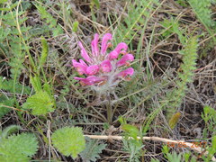 Pedicularis dasystachys