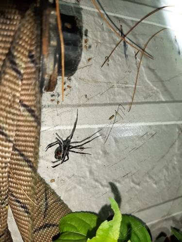 Northern Black Widow