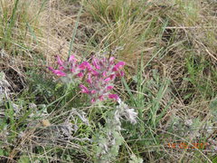 Pedicularis dasystachys