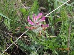 Pedicularis dasystachys