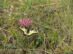 Pedicularis dasystachys