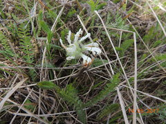 Pedicularis dasystachys